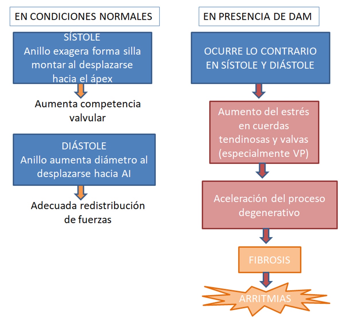 Figura 2. Proceso evolutivo hasta llegar a la fibrosis. DAM: disyunción anillo mitral, AI: aurícula izquierda, VP: velo posterior. Figura 2. Proceso evolutivo hasta llegar a la fibrosis. DAM: disyunción anillo mitral, AI: aurícula izquierda, VP: velo posterior.
