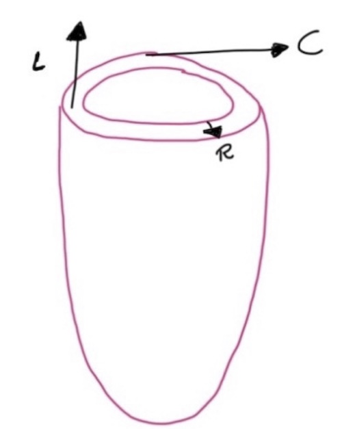 Figura 4. La deformación del ventrículo izquierdo es compleja. Conformada por la deformación longitudinal (desplazamiento en dirección del ápex a la base), circunferencial (deformación tangencial a la pared del ventrículo izquierdo), radial (cambios en el grosor de la pared).