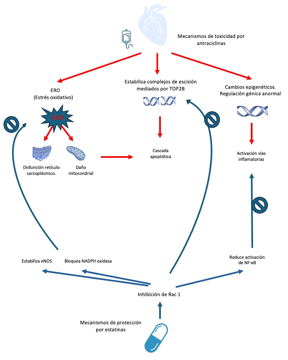 Figura 1. Diagrama de los mecanismos de toxicidad por antraciclinas y vías de protección mediadas por estatinas.  Especies reactivas de oxígeno (ERO), Factor nuclear kappa B (NF-κB), Óxido nítrico sintasa endotelial (eNOS), Topoisomerasa II beta (TOP2B).