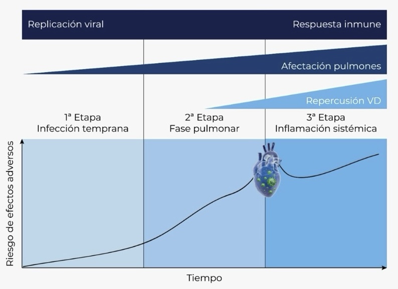 Figura 1. Representación gráfica de las distintas fases de la enfermedad descritas, y la afectación pulmonar y cardíaca a lo largo del tiempo desde la replicación viral.