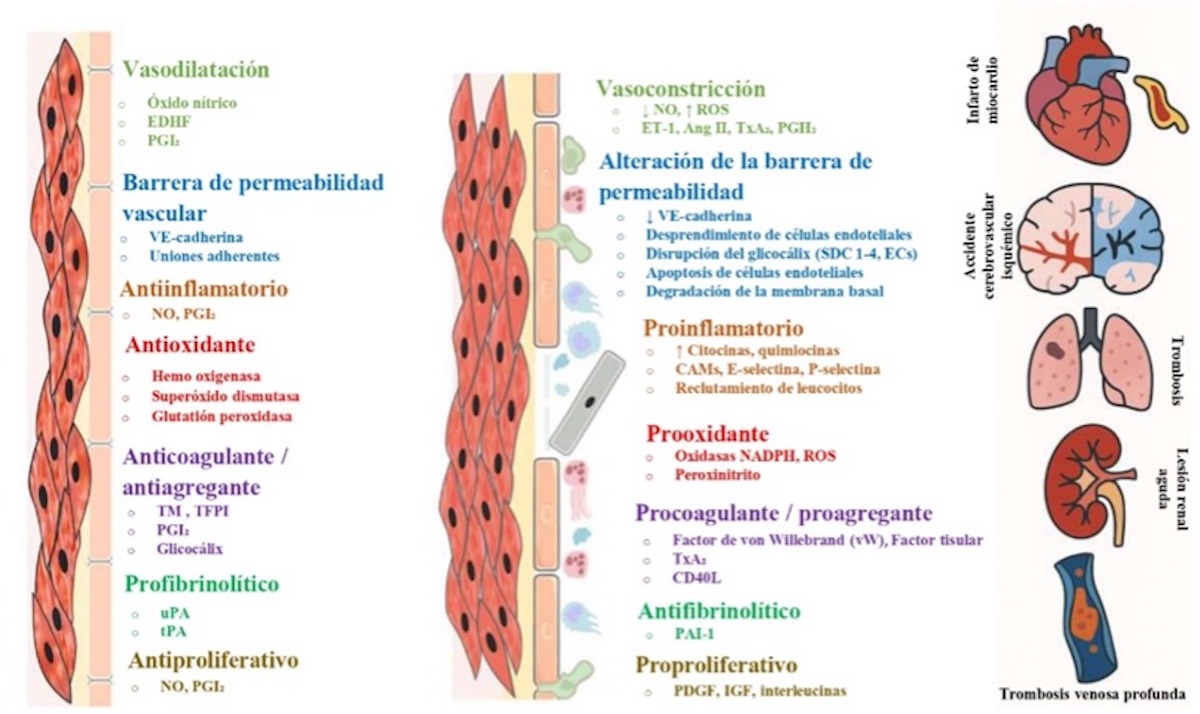 Anexo 3. A la izquierda, se resumen algunas funciones fisiológicas del endotelio. En el centro, se ilustran los principales cambios que se producen cuando el endotelio se activa y se vuelve disfuncional, dando lugar a varias enfermedades cardiovasculares.  EPMA Journal (2022) 13:209–235