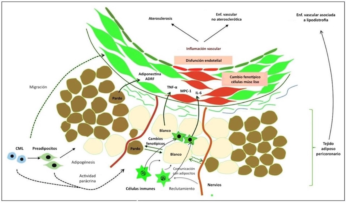 Figura 4. Hay estrecha relación parácrina bidireccional entre las células de la pared vascular y el tejido adiposo pericoronario. Modificado de Antonopoulos AS y cols. (19).